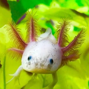 Meet your Posher, Cassie